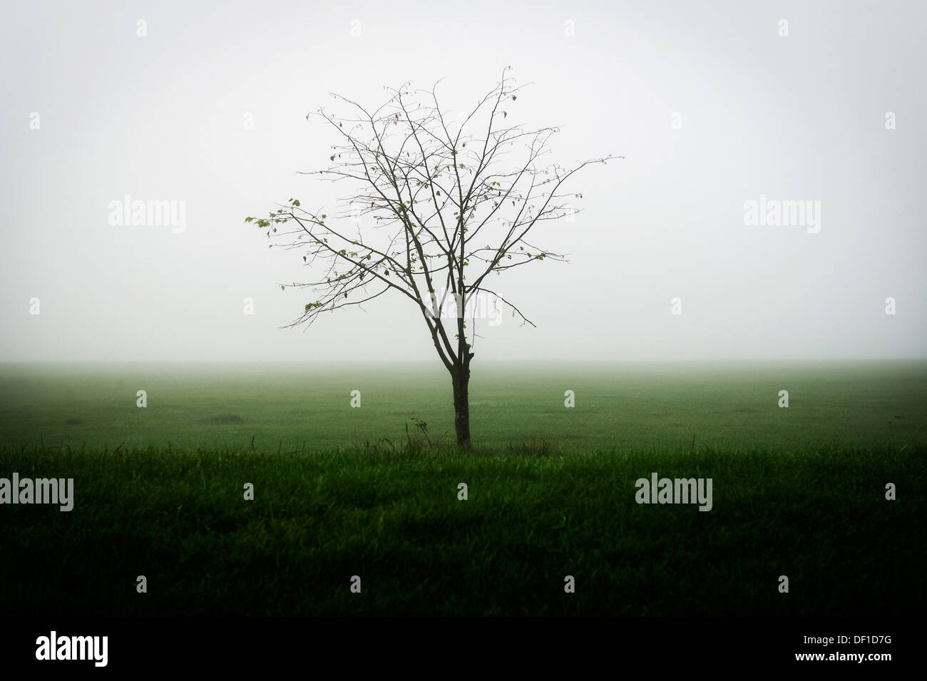 A solitary tree in a misty field Stock Photo - Alamy
