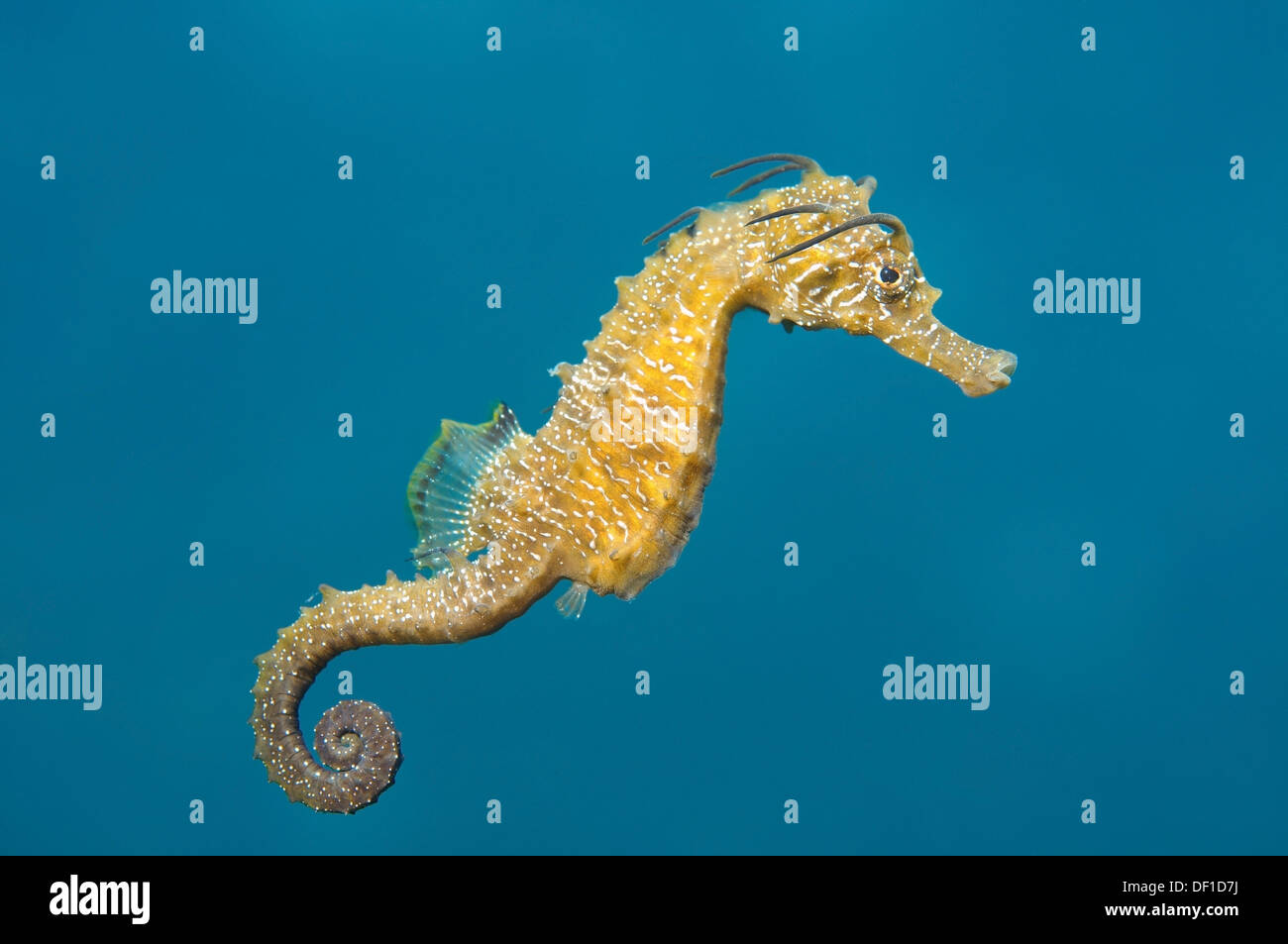 Short-snouted seahorse (Hippocampus hippocampus) Black sea, Crimea, Ukraine, Eastern Europe Stock Photo