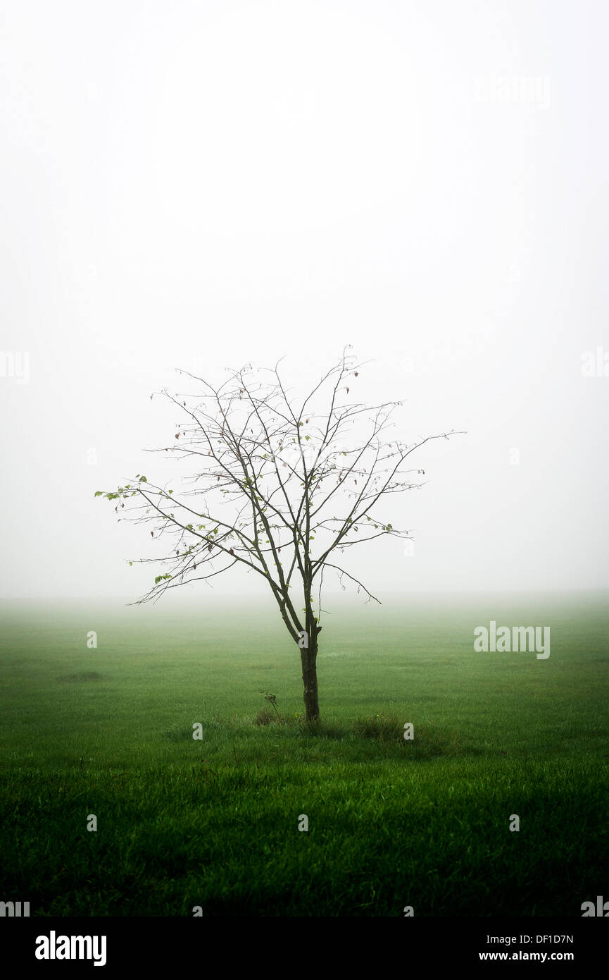 A solitary tree in a misty field Stock Photo - Alamy