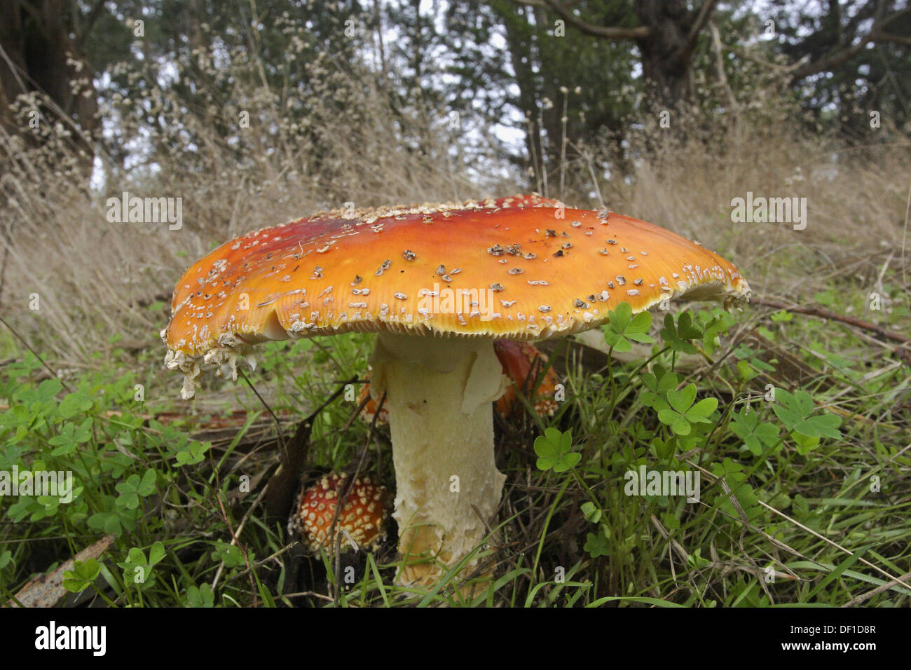 Mushrooms of the Crimea. Mushrooms of Crimea edible: description, photo Mushrooms of the Crimea. Mushrooms of Crimea edible: description, photo
