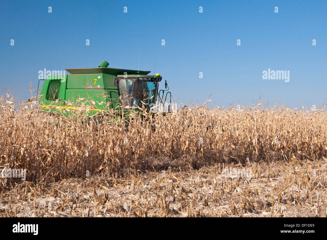 Corn harvest on the Froese farm near Winkler, Manitoba, Canada Stock Photo