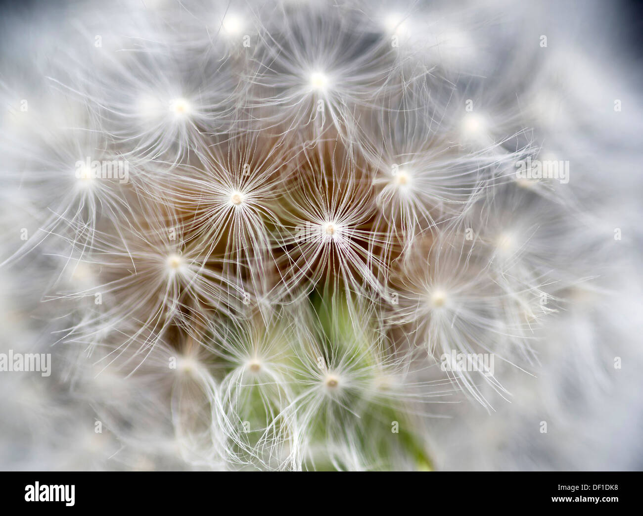 Taraxacum officinale flower hi-res stock photography and images - Alamy