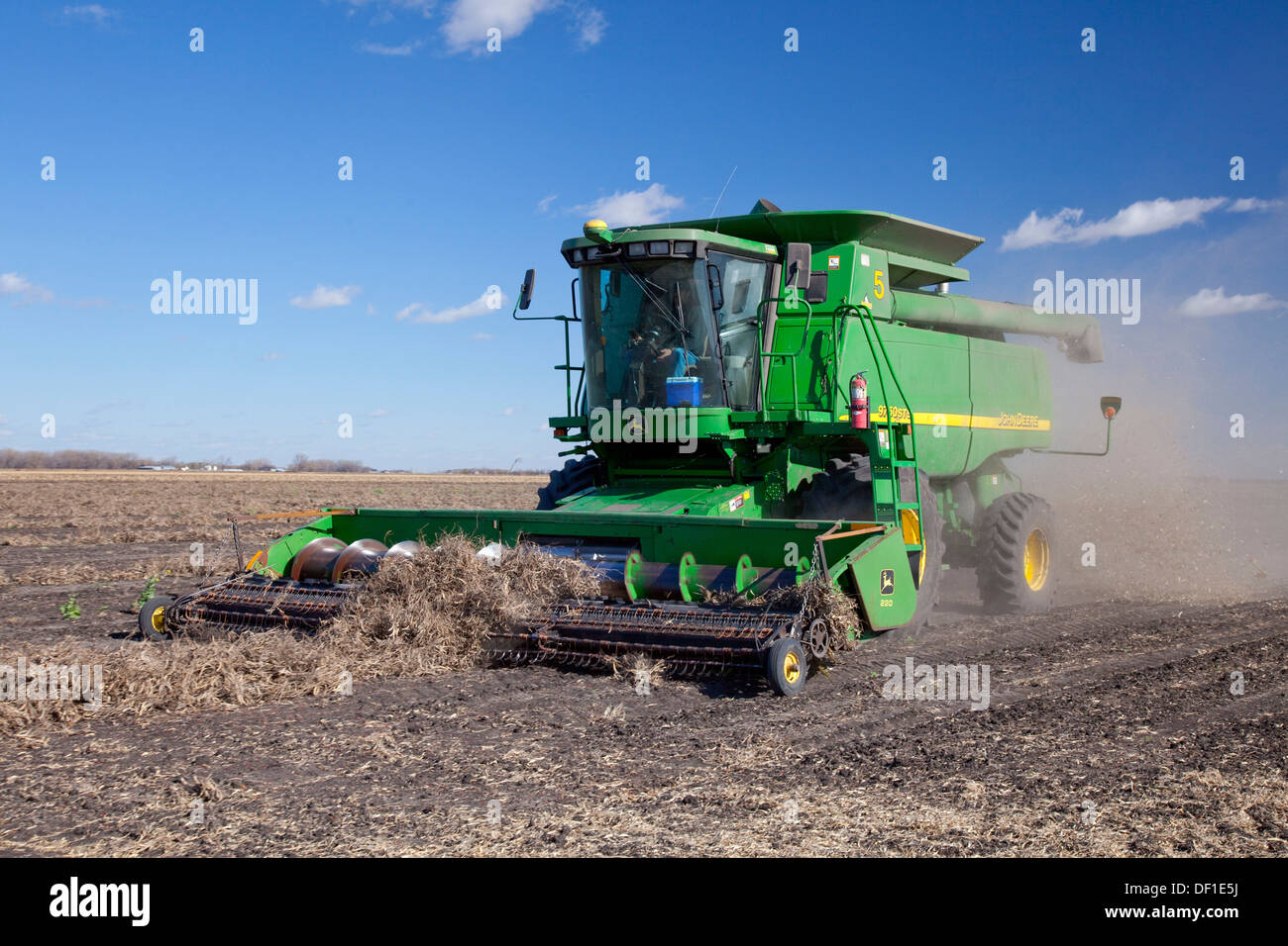 Combine harvester harvesting beans on the Froese farm near Winkler, Manitoba, Canada Stock Photo