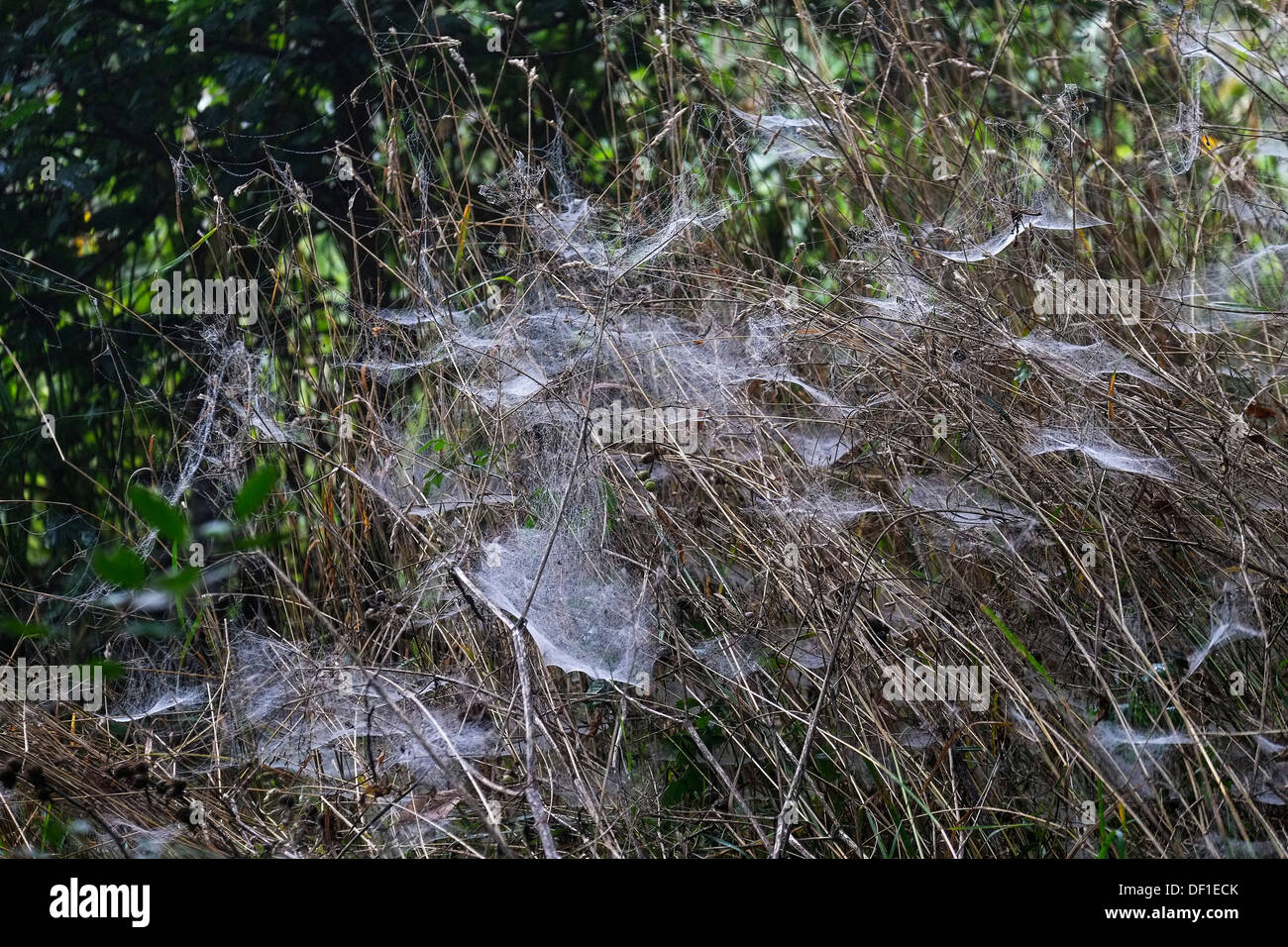 Grass covered in spider webs Stock Photo Alamy