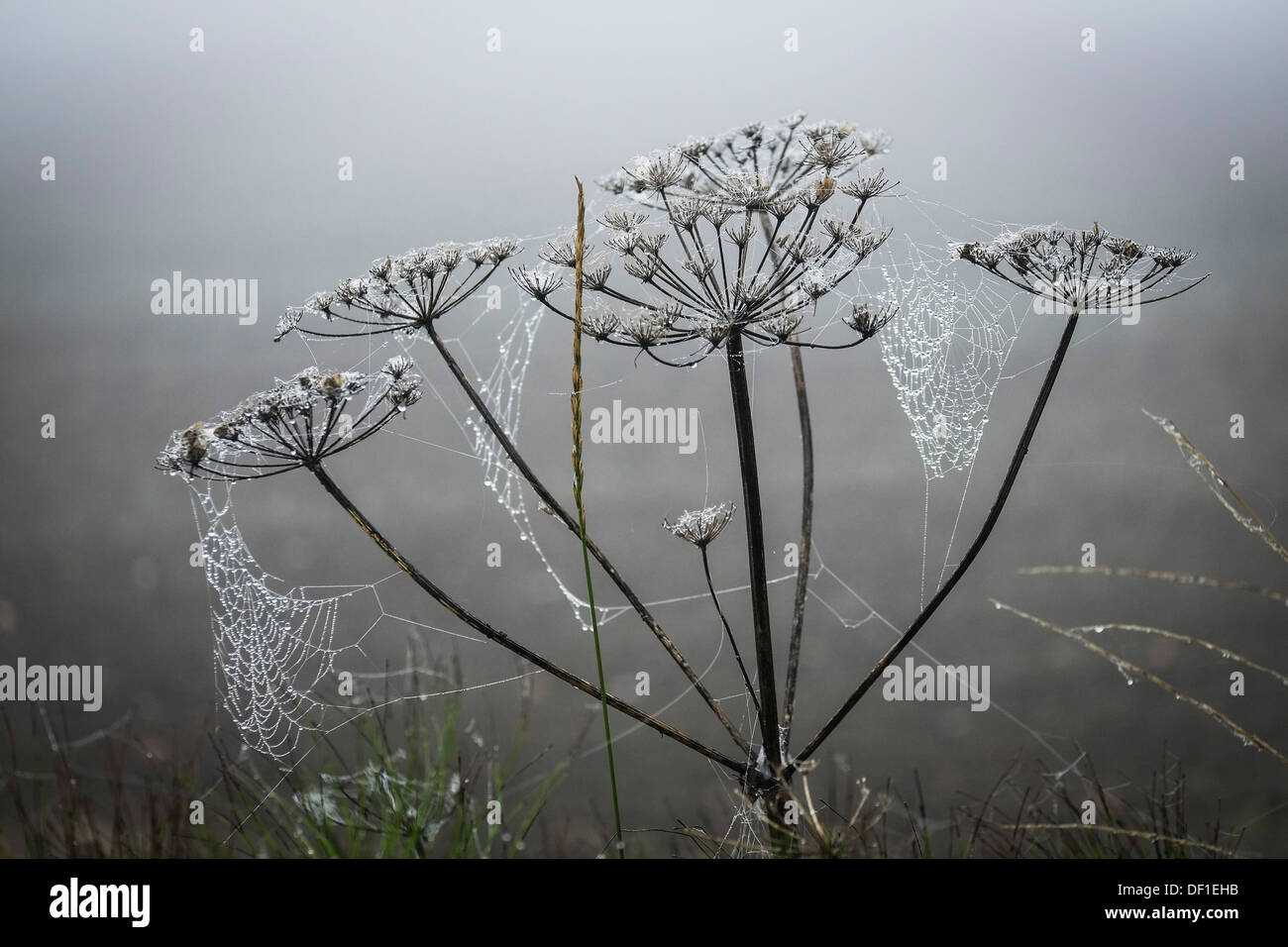 Dew covered spiderwebs on Cow Parsley. Stock Photo