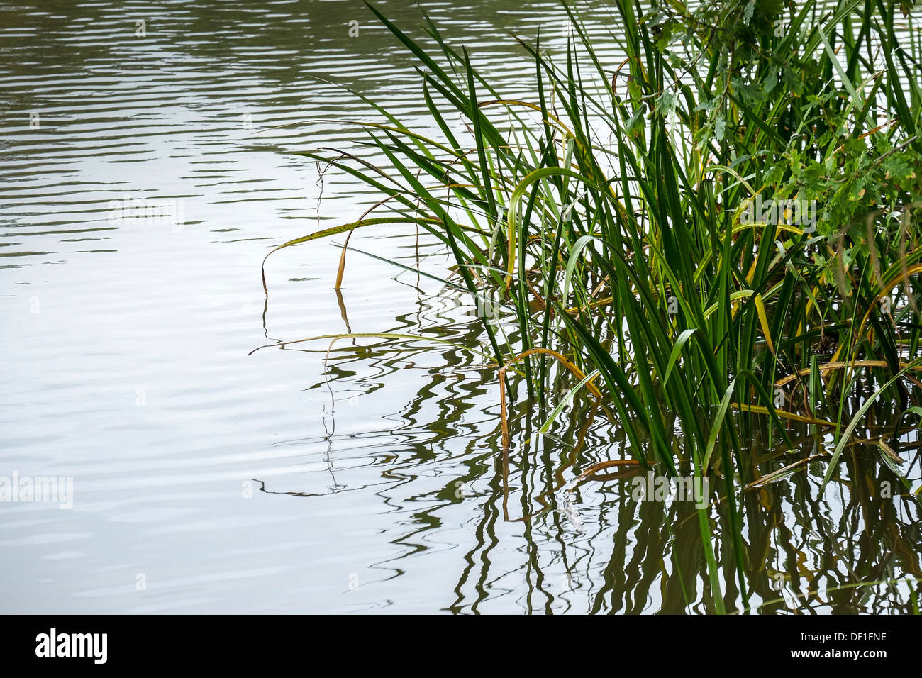 Water reeds growing plants hires stock photography and images Alamy