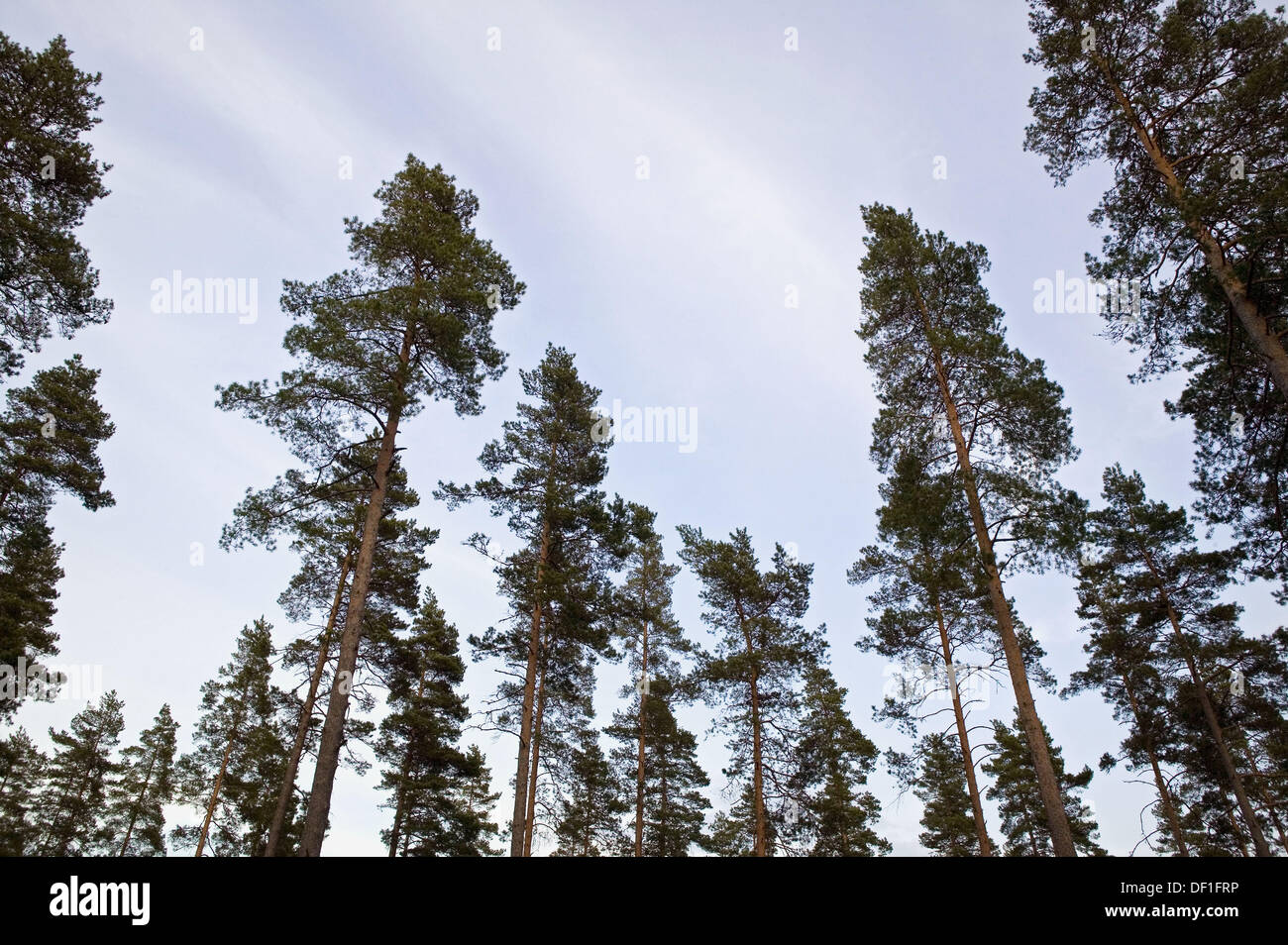 Tall pine forest. Sweden Stock Photo Alamy