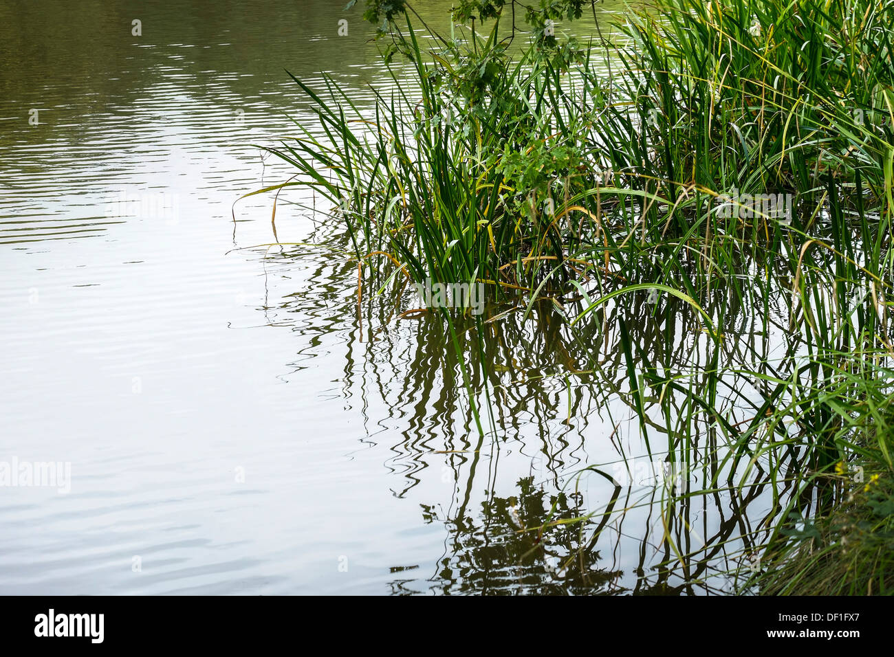 Water Reeds Growing Plants Stock Photos & Water Reeds Growing Plants