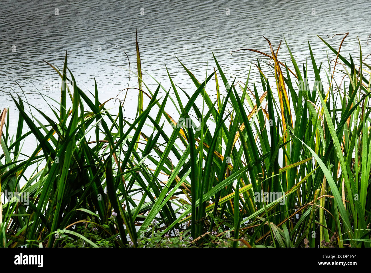 Water reeds growing plants hires stock photography and images Alamy