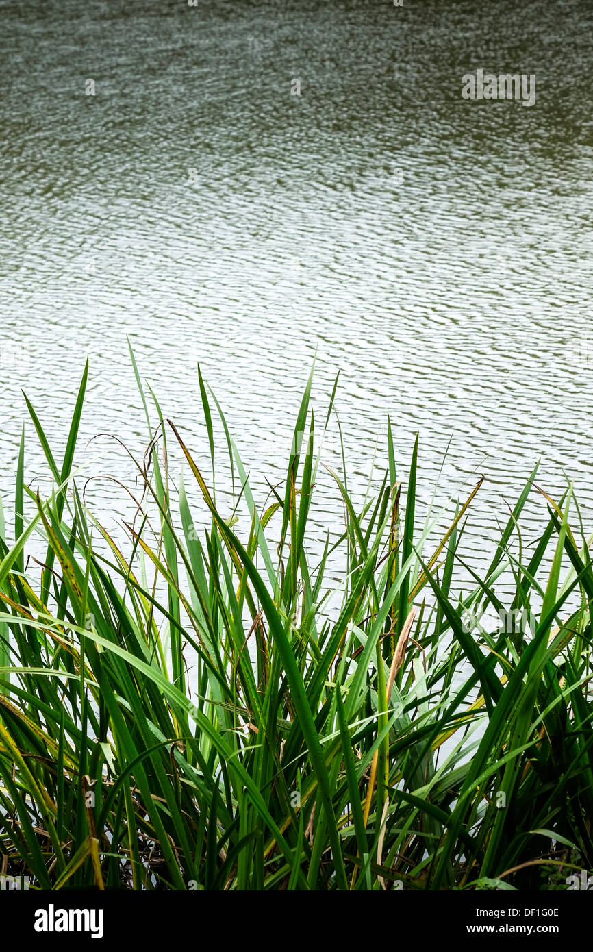 Water reeds growing plants hires stock photography and images Alamy