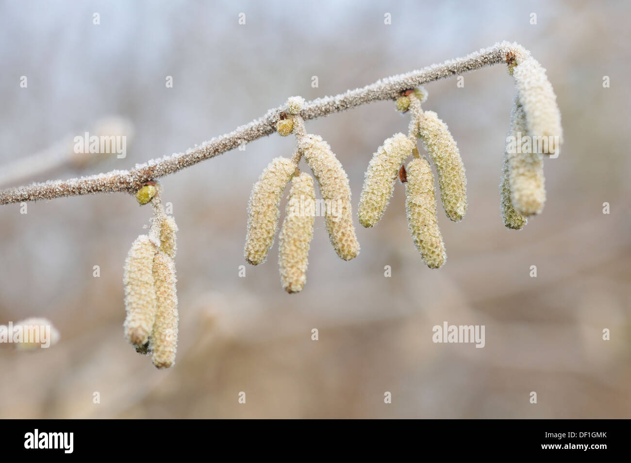 catkins in winter Stock Photo