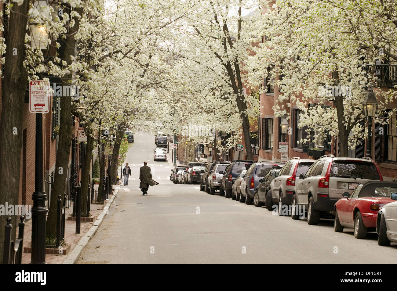 Flowering pear trees, Pinckney St., Beacon Hill, Boston, Massachusetts