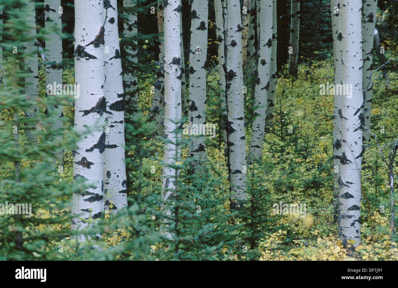 Poplars in Montane Forest. British Columbia. Canada Stock Photo