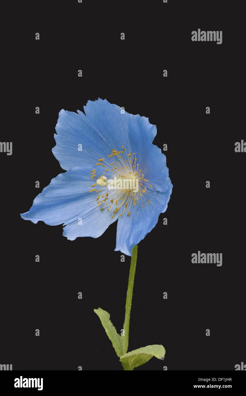 Meconopsis grandis hi-res stock photography and images - Alamy
