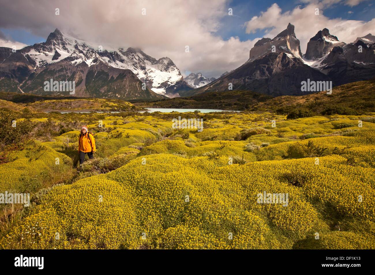Cuernos del Paine peaks, trekker walks on trail beside thorny ´matabarrosa´  Mulinum spinosum in flower, Parque Nacional Torres Stock Photo