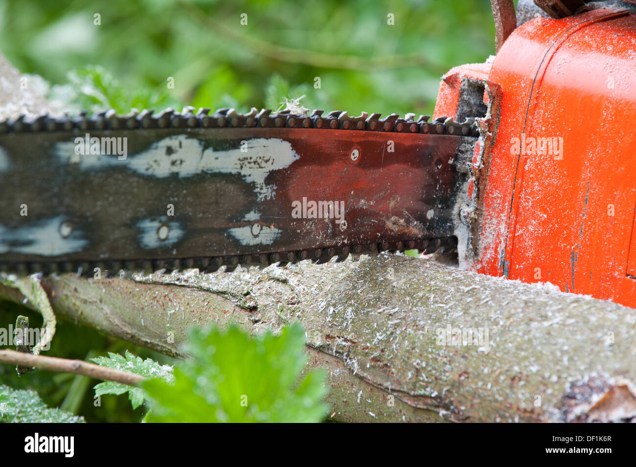 Chainsaw cutting log wood hi-res stock photography and images - Alamy