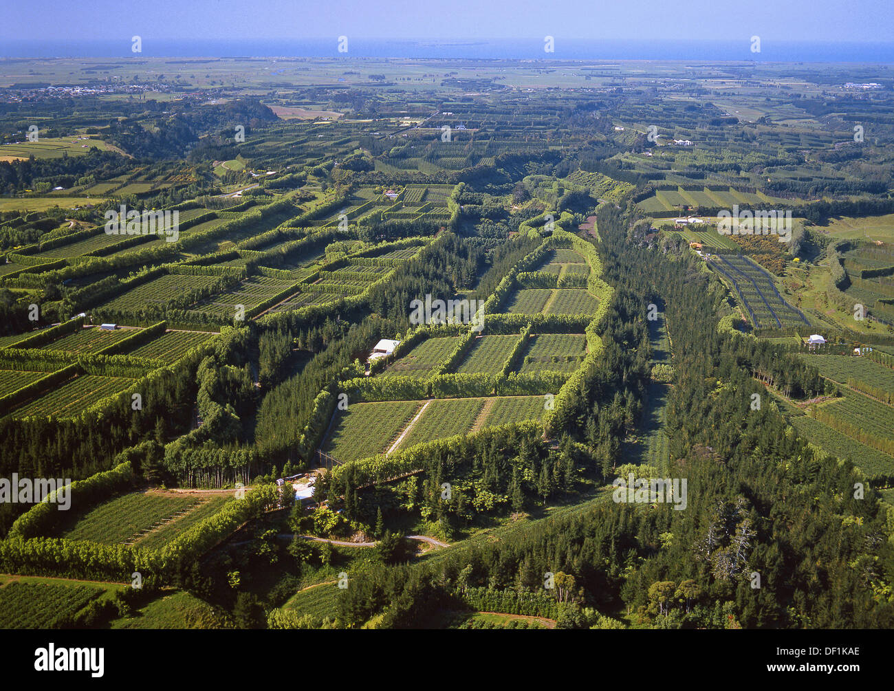 Kiwifruit orchards aerial view Te Puke New Zealand Stock Photo