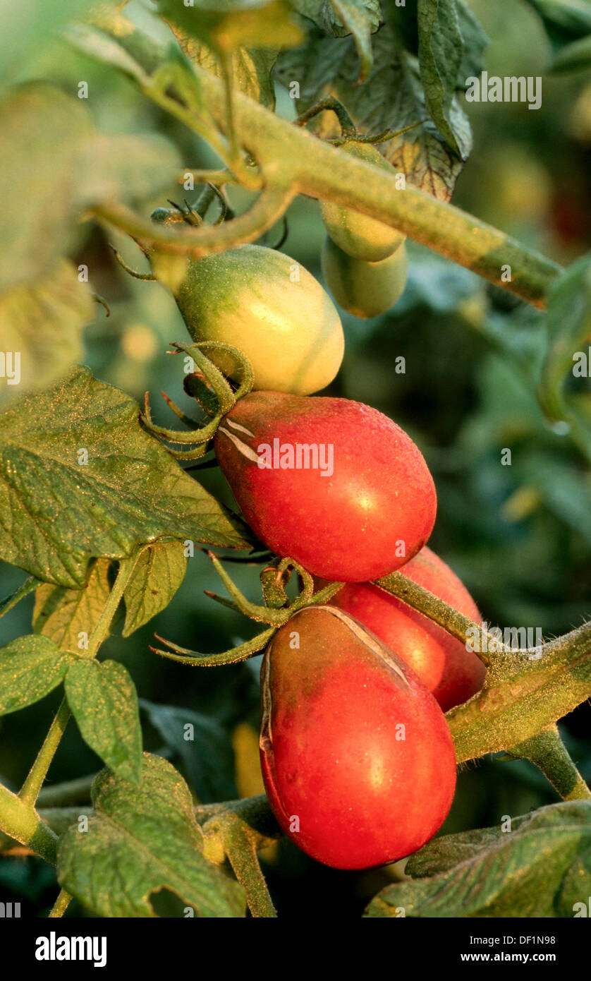 Plum tomatoes on vine. Organic farm in Illinois. USA Stock Photo Alamy