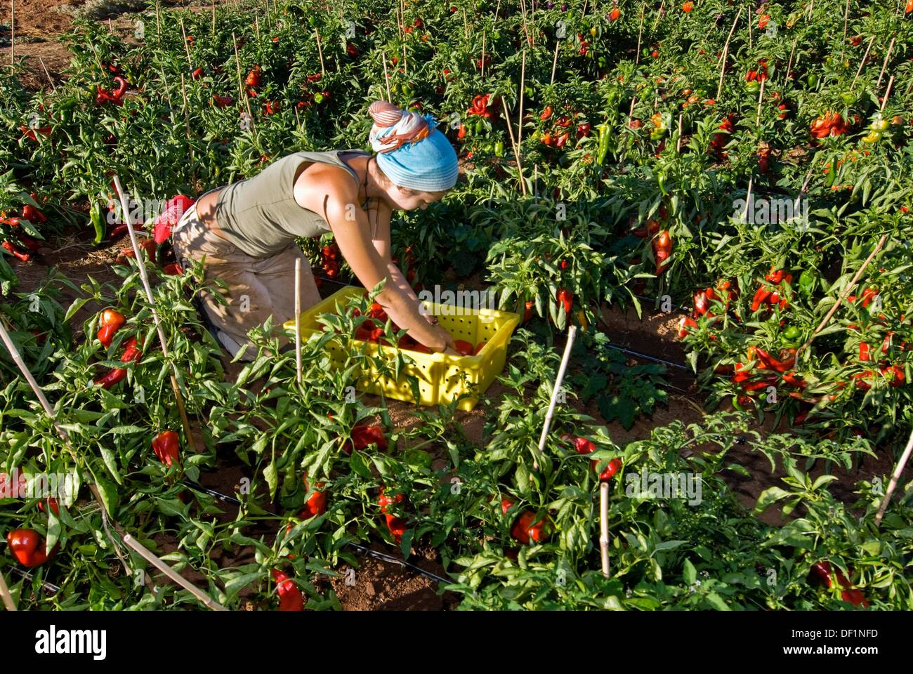 Young woman picking organic red bell peppers on small organic farm, Nevada  City, California Stock Photo - Alamy