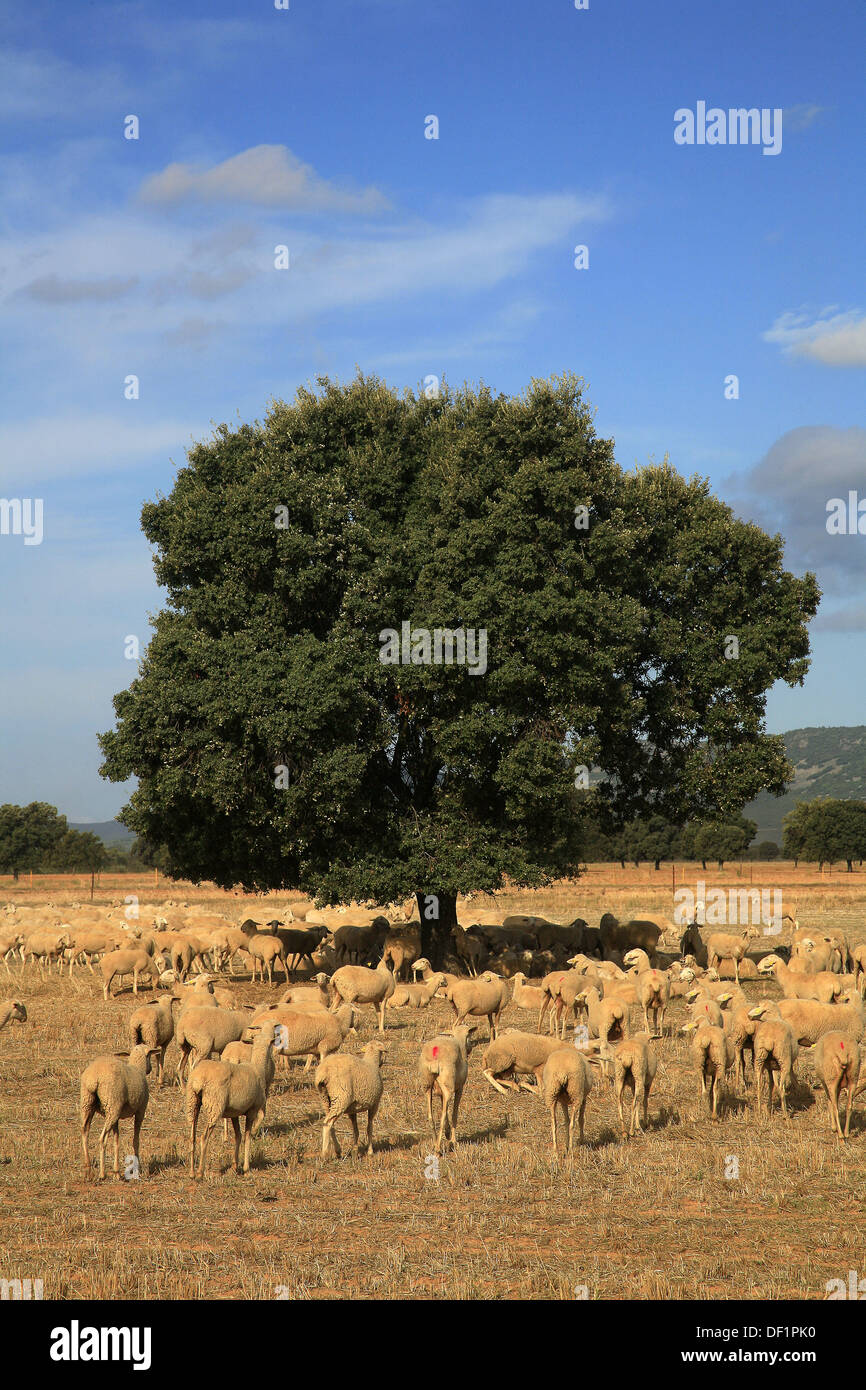 Sheep grazing on ´raña´ soils, Cabañeros National Park. Castilla-La Mancha, Spain Stock Photo