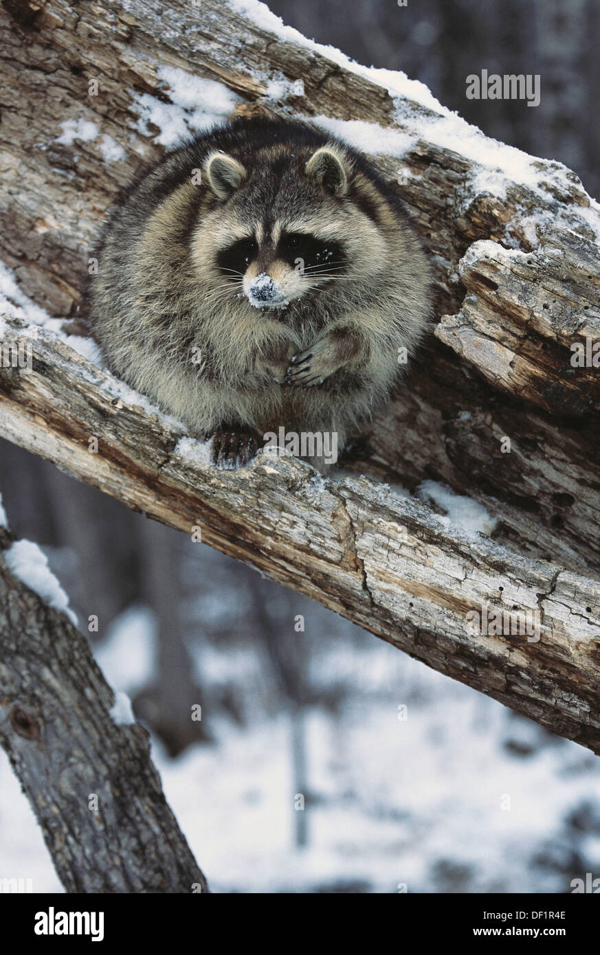 Raccoon (Procyon lotor). Minnesota. USA Stock Photo