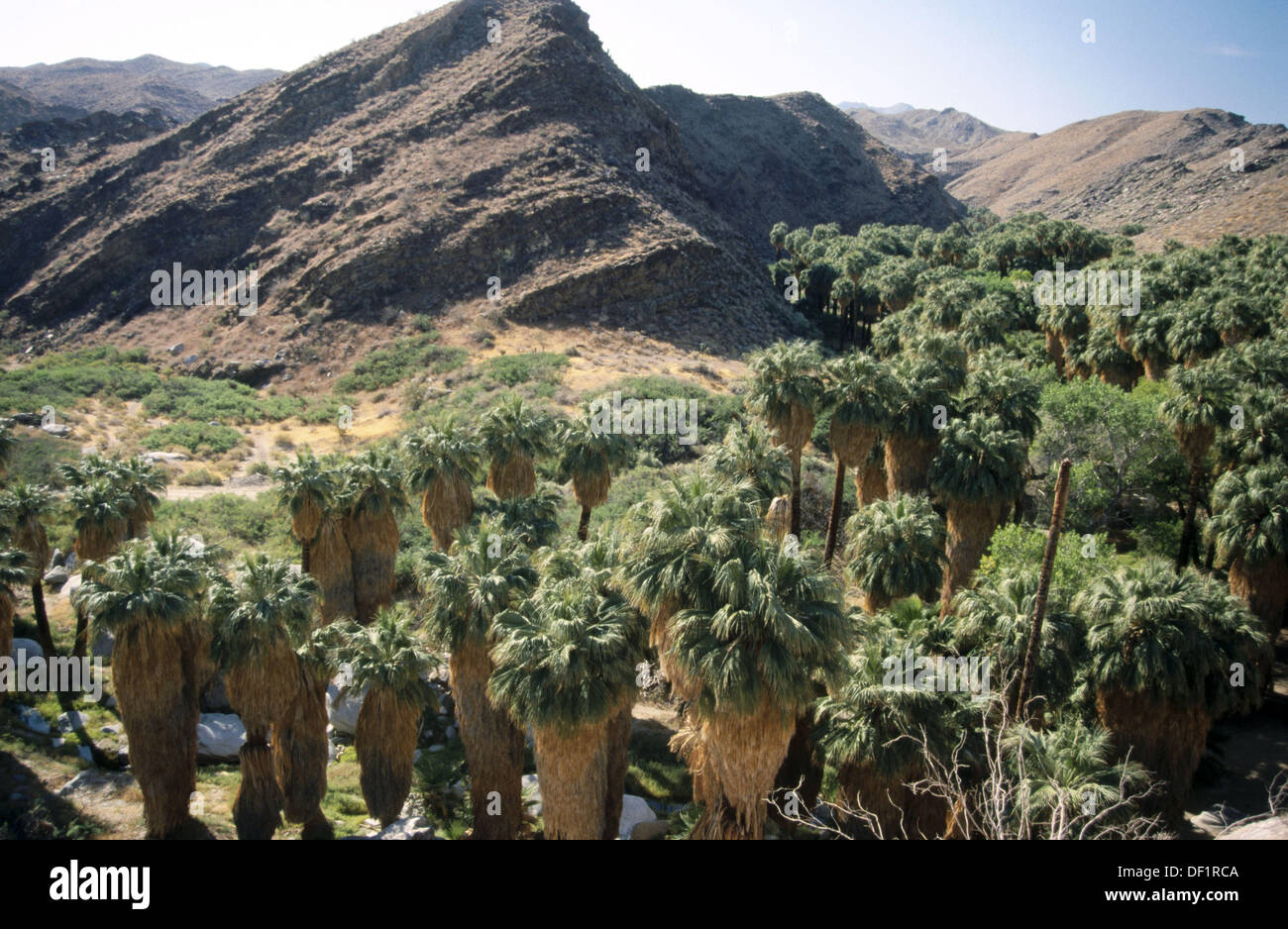 Palm Canyon. Agua Caliente. Cahuilla Indian Reservation. Palm springs. California. USA Stock