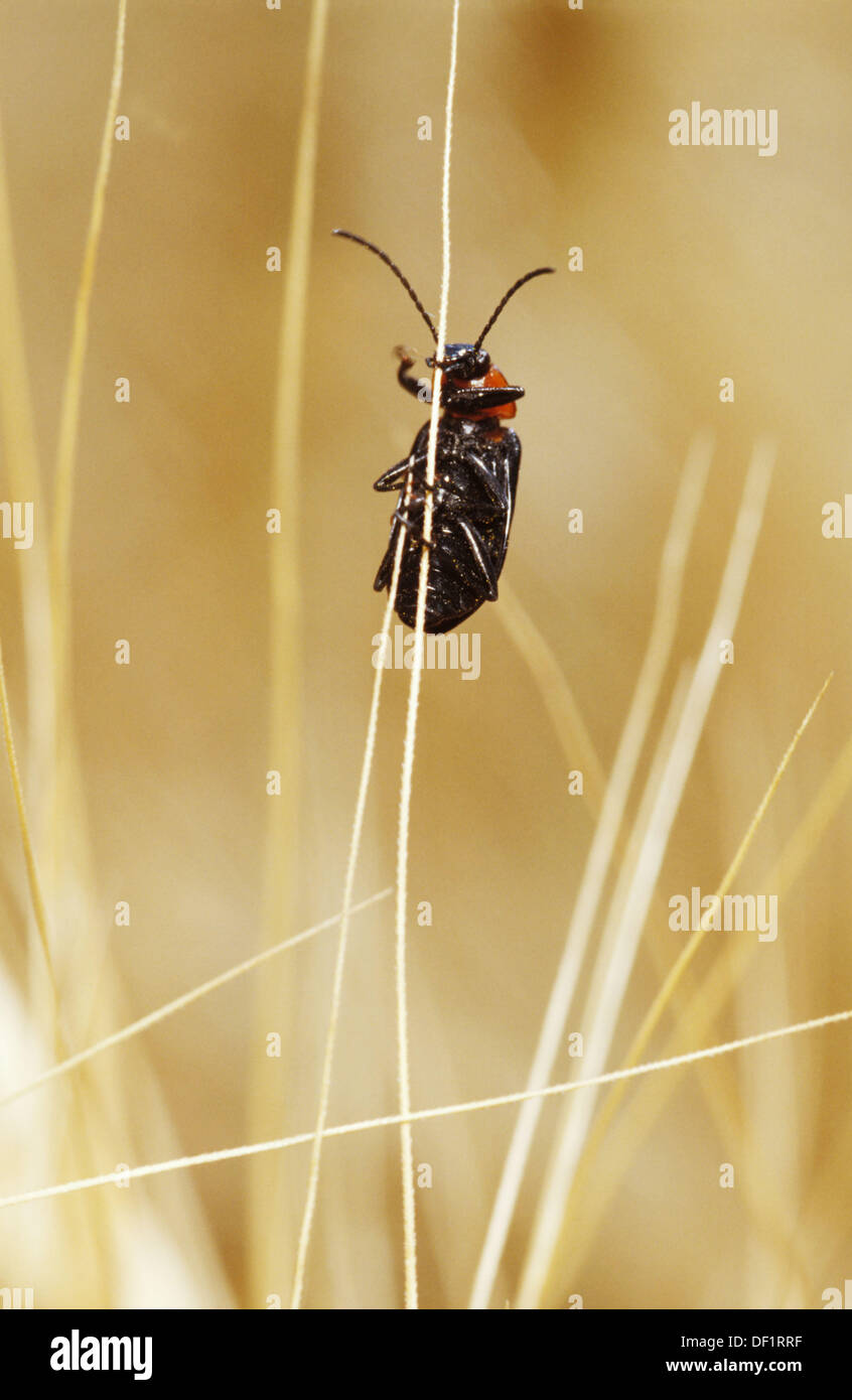 Coleopteran (Heliotarus ruficollis) Stock Photo
