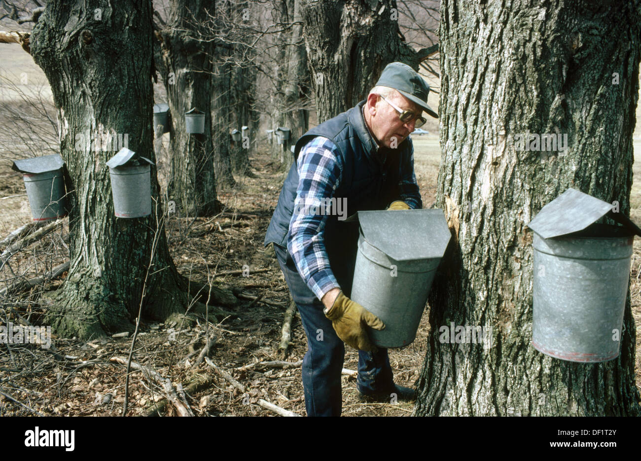 Maple sap collection for maple syrup products in traditional buckets