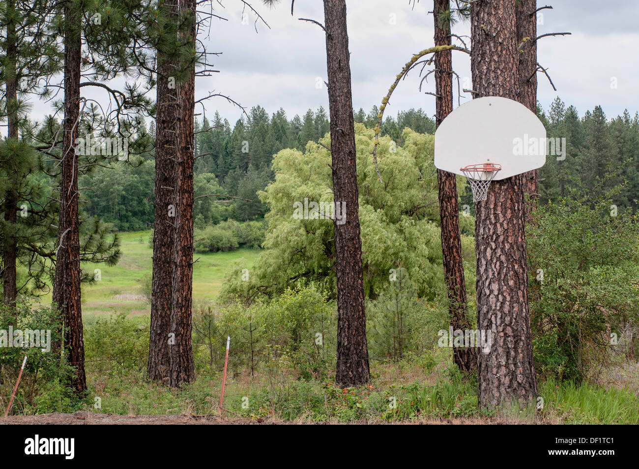 A Northwestern mountain Basketball hoop attached to a pine tree Stock