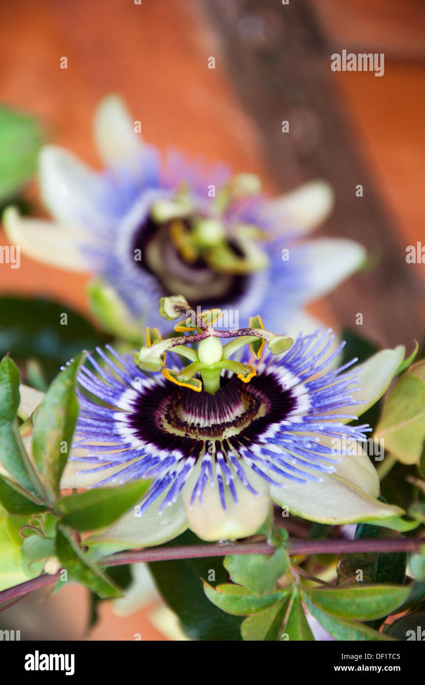 Passion flowers Stock Photo