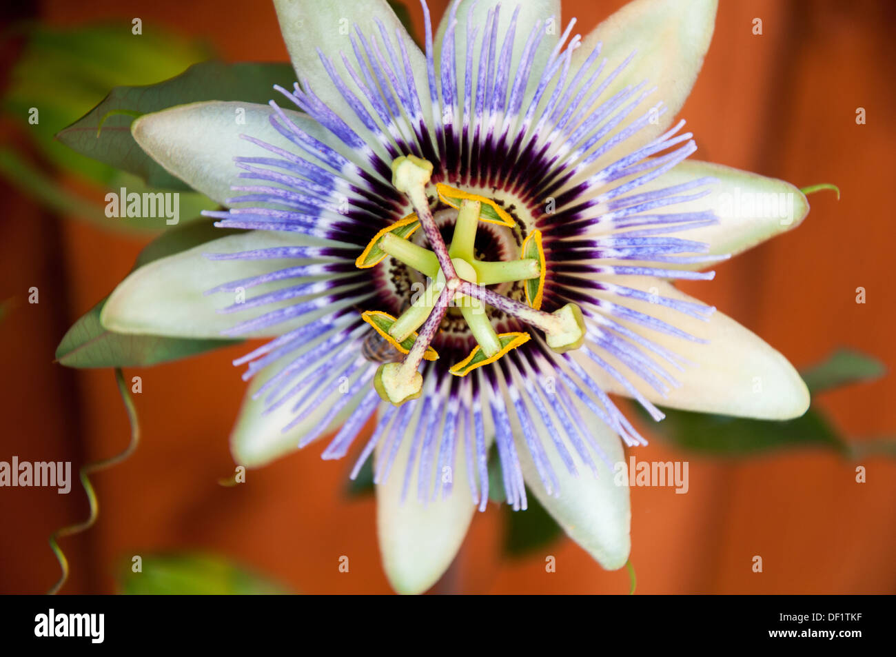Passion flowers Stock Photo