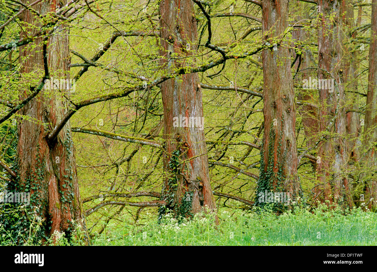 Mainau Island. Germany Stock Photo Alamy