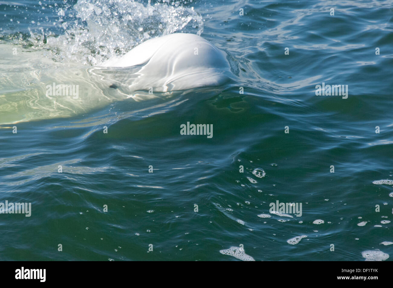Canada, Manitoba, Churchill. Churchill River Estuary, beluga whale (Delphinapterus leucas). Stock Photo