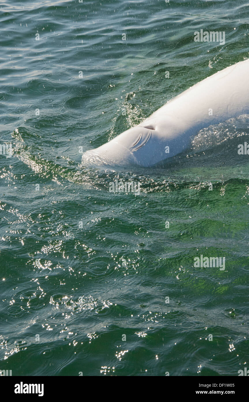 Canada, Manitoba, Churchill. Churchill River Estuary, wild beluga whale (Delphinapterus leucas). Stock Photo