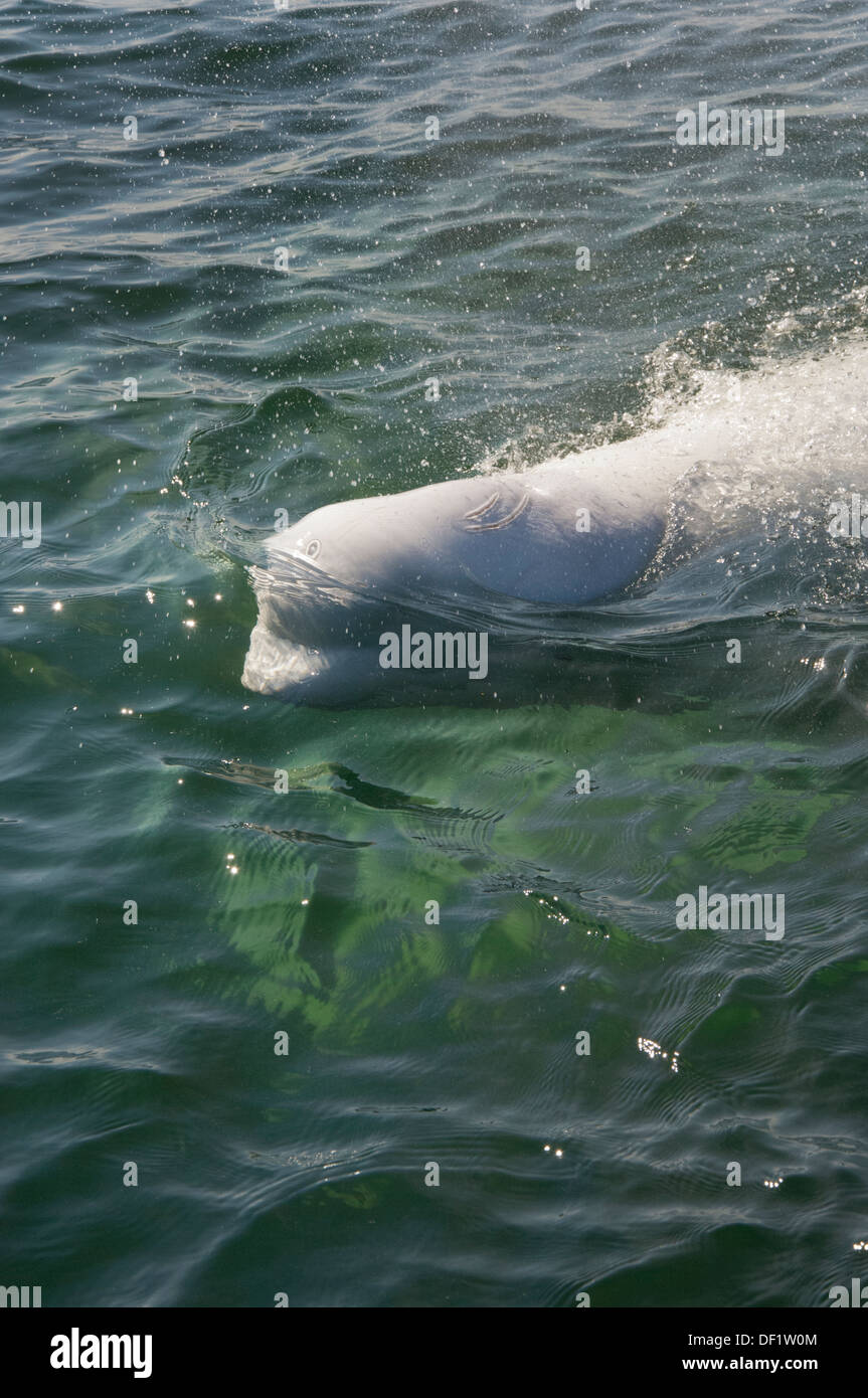Canada, Manitoba, Churchill. Churchill River Estuary, wild beluga whales (Delphinapterus leucas). Stock Photo