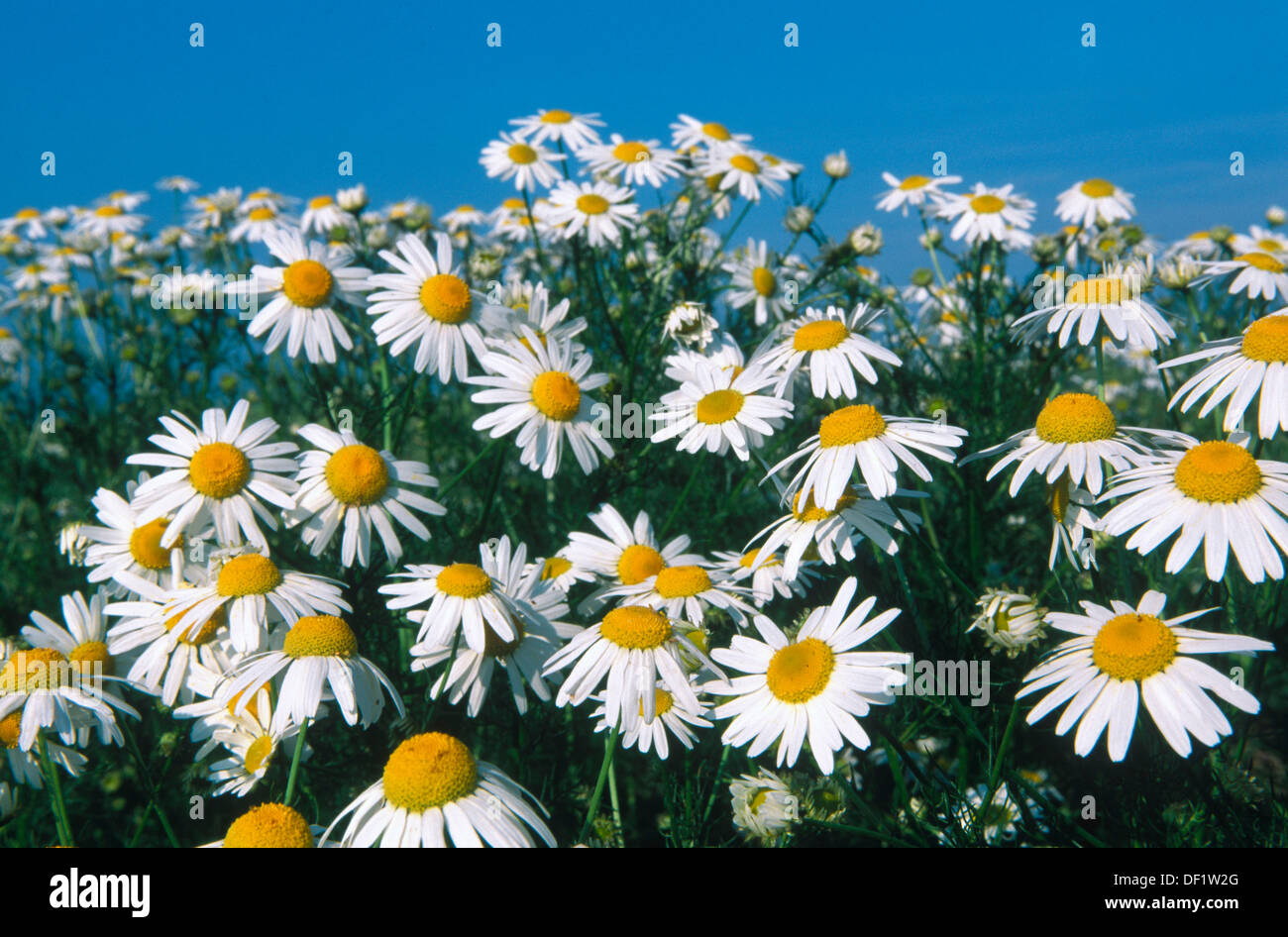 Chamomile (Matricaria chamomilla Stock Photo Alamy