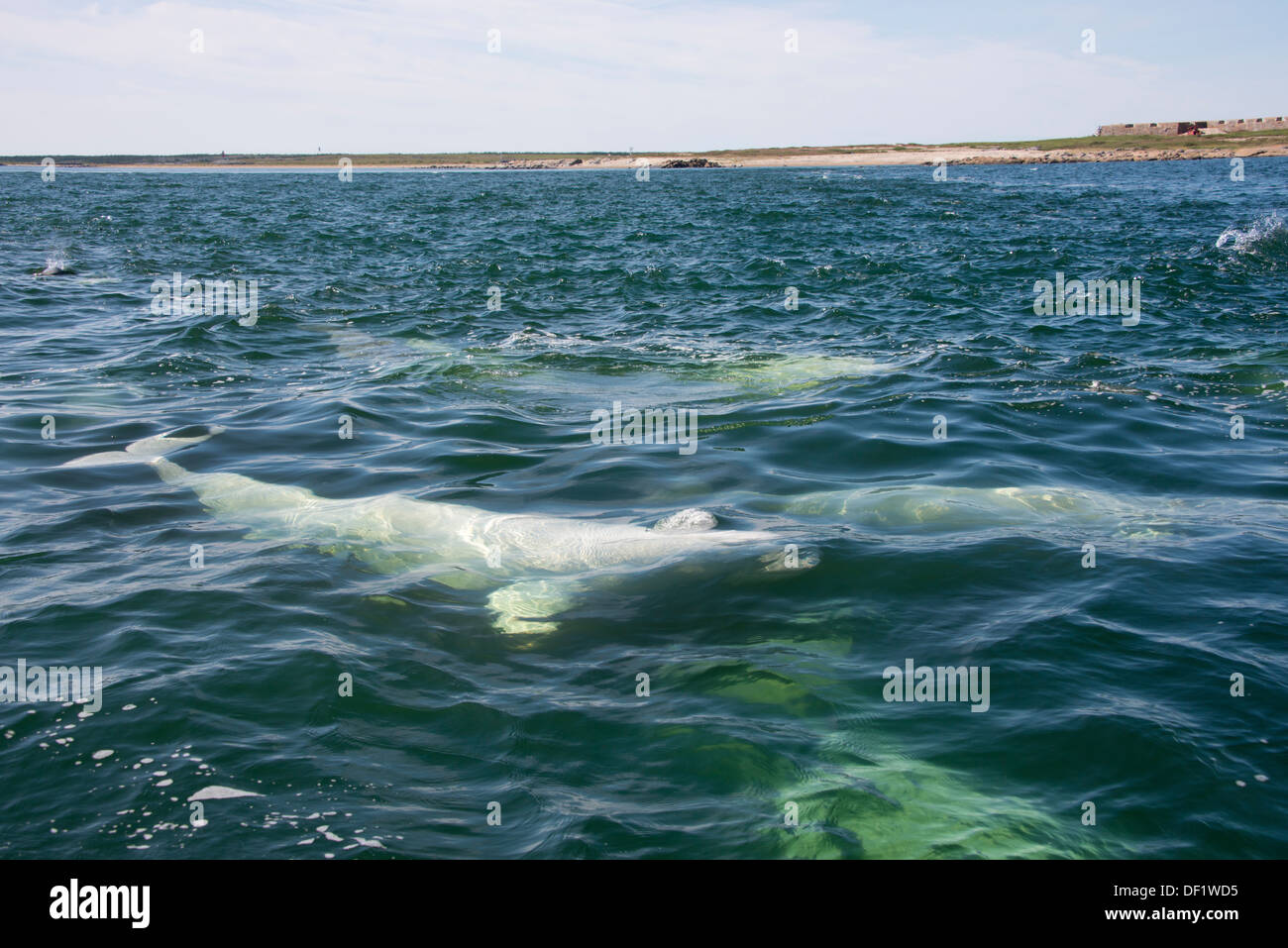 Canada, Manitoba, Churchill. Churchill River Estuary, wild beluga whale (Delphinapterus leucas). Stock Photo