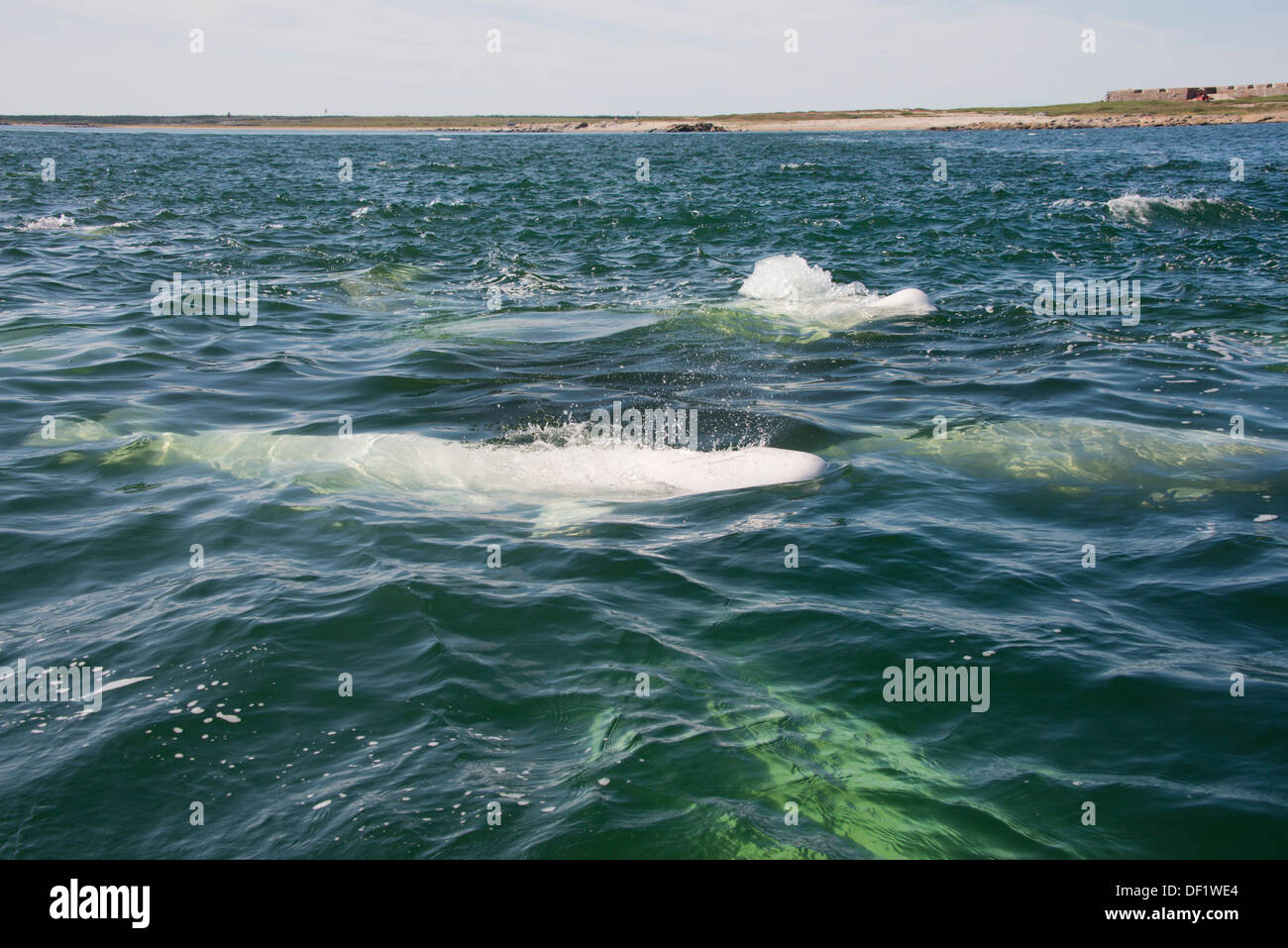 Canada, Manitoba, Churchill. Churchill River Estuary, wild beluga whale (Delphinapterus leucas). Fort Prince of Wales. Stock Photo