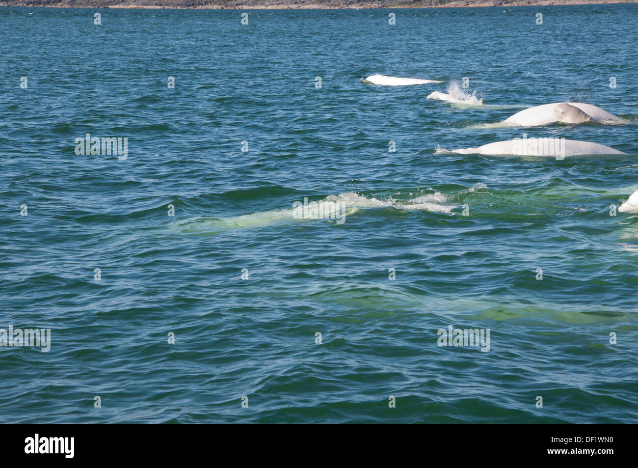Canada, Manitoba, Churchill. Churchill River Estuary, wild beluga whale (Delphinapterus leucas). Pod with baby whale. Stock Photo