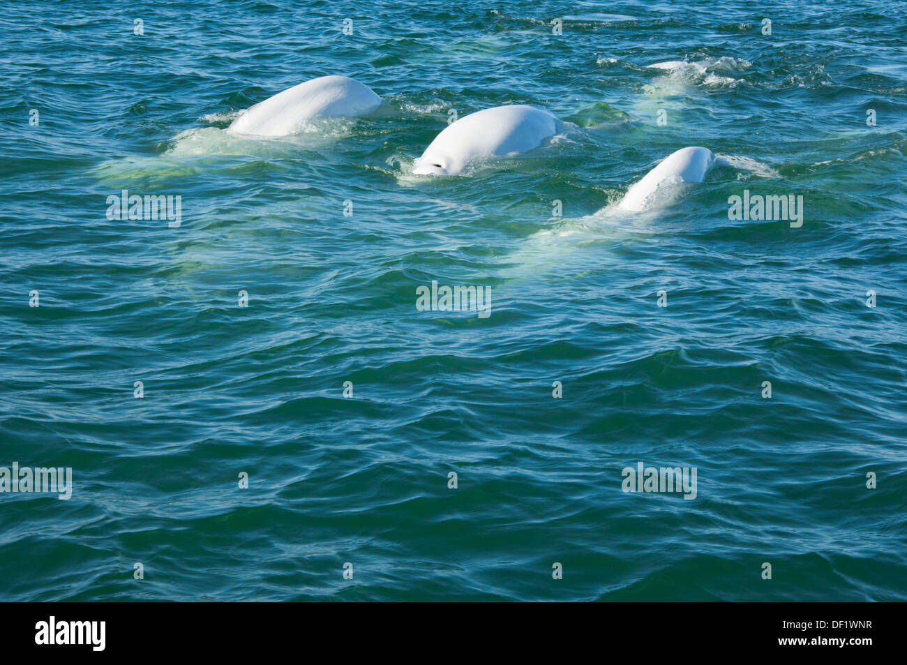 Canada, Manitoba, Churchill. Churchill River Estuary, pod of adult mature beluga whales (Delphinapterus leucas). Stock Photo