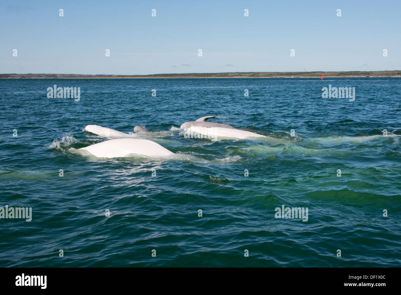 Canada, Manitoba, Churchill. Churchill River Estuary, wild beluga whale (Delphinapterus leucas). Pod with baby. Stock Photo
