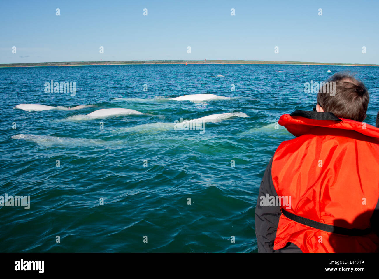 Canada, Manitoba, Churchill. Churchill River Estuary, wild beluga whale (Delphinapterus leucas). Whale watching from zodiac. Stock Photo