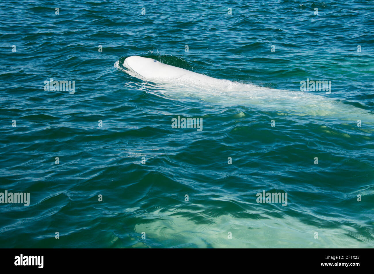 Canada, Manitoba, Churchill. Churchill River Estuary, mature adult beluga whales (Delphinapterus leucas). Stock Photo