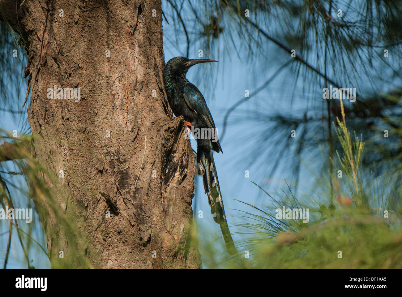 Green Wood Hoopoe perched on side of Tree. Stock Photo