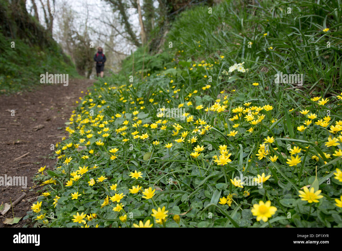 St Keverne Footpath; Spring; Cornwall; UK Stock Photo
