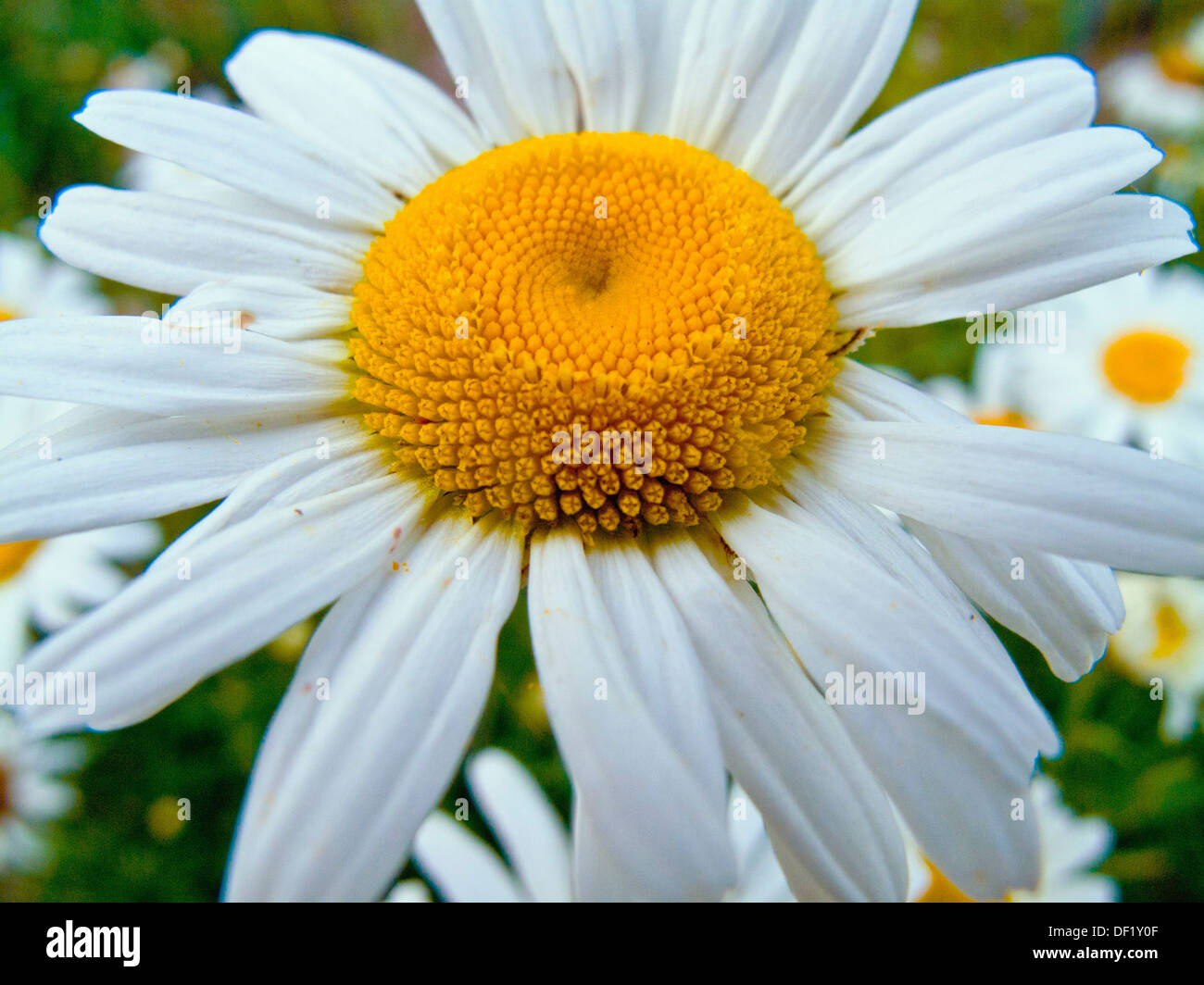 Daisy close up Stock Photo Alamy