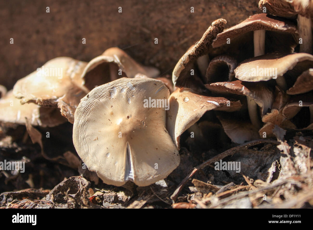 Wild Woodland Mushrooms next to Weathered Tree Stump in Alberta Stock Photo