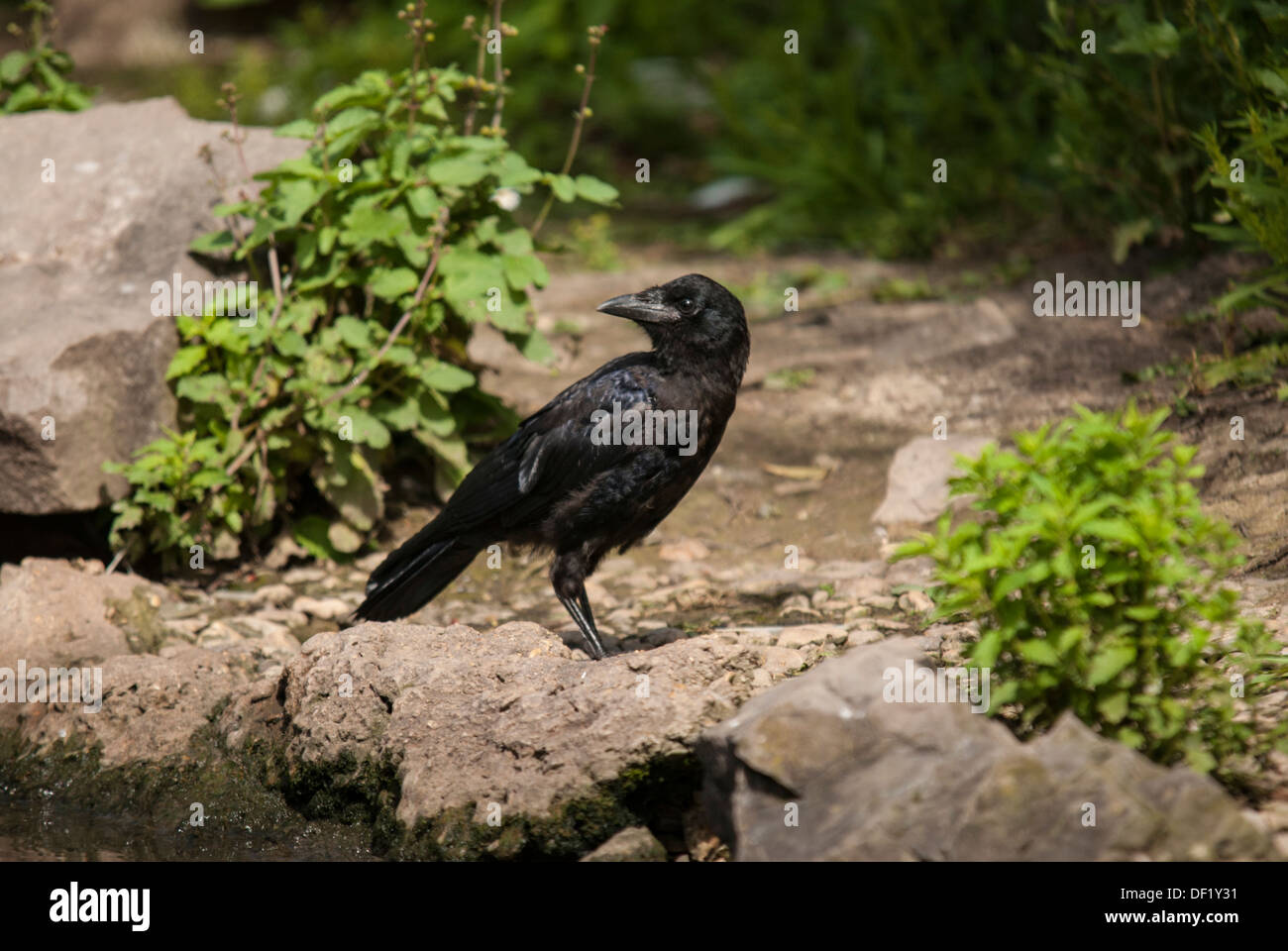 Carone Crow Hi Res Stock Photography And Images Alamy