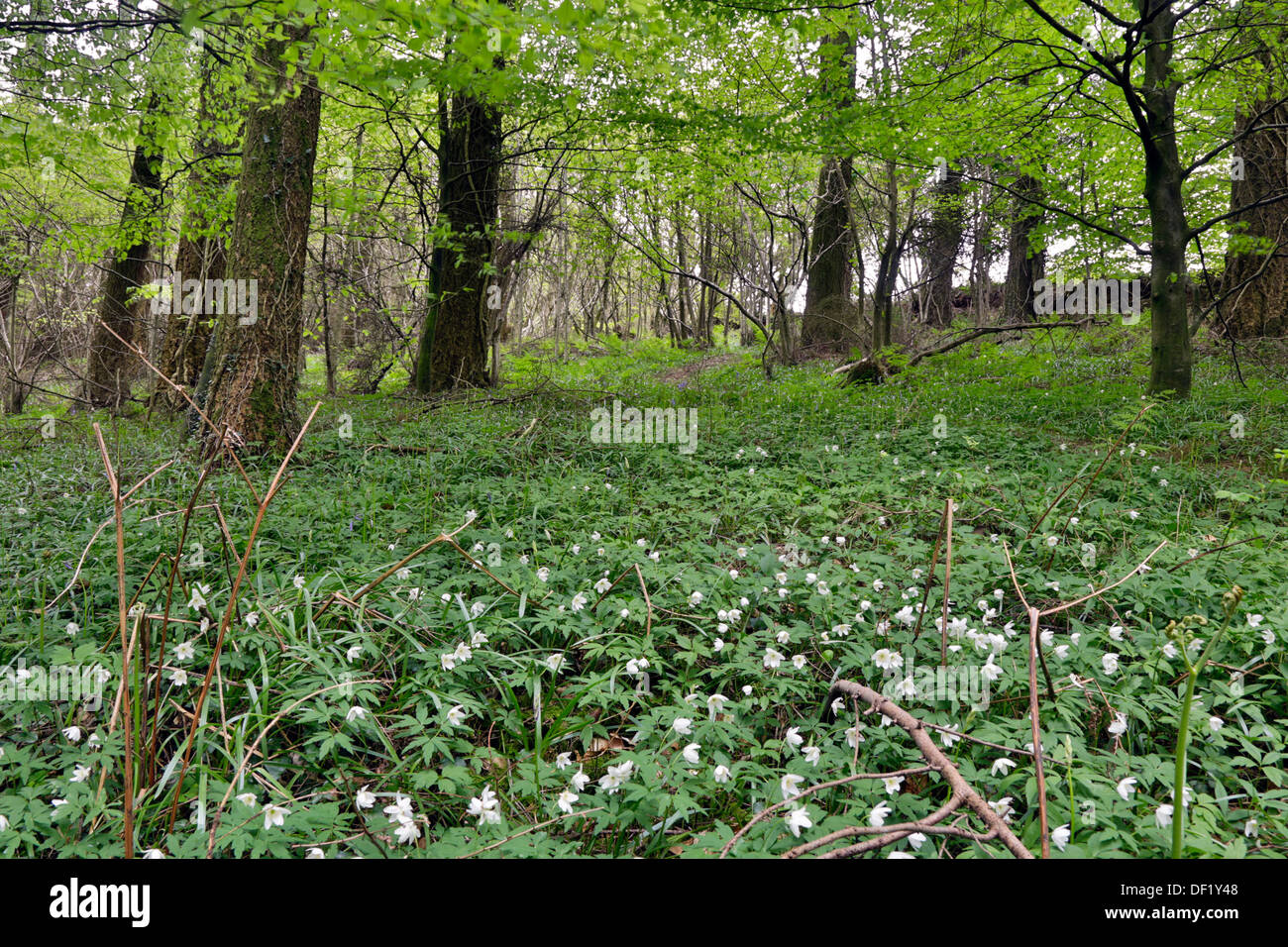 Stara Woods; Spring; Cornwall; UK Stock Photo - Alamy