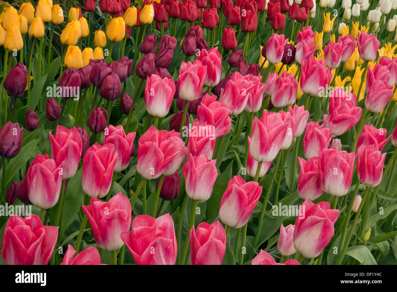 WASHINGTON - Tulips blooming in a display garden at RoozenGaarde Bulb Farm in the Skagit Valley near Mount Vernon. Stock Photo